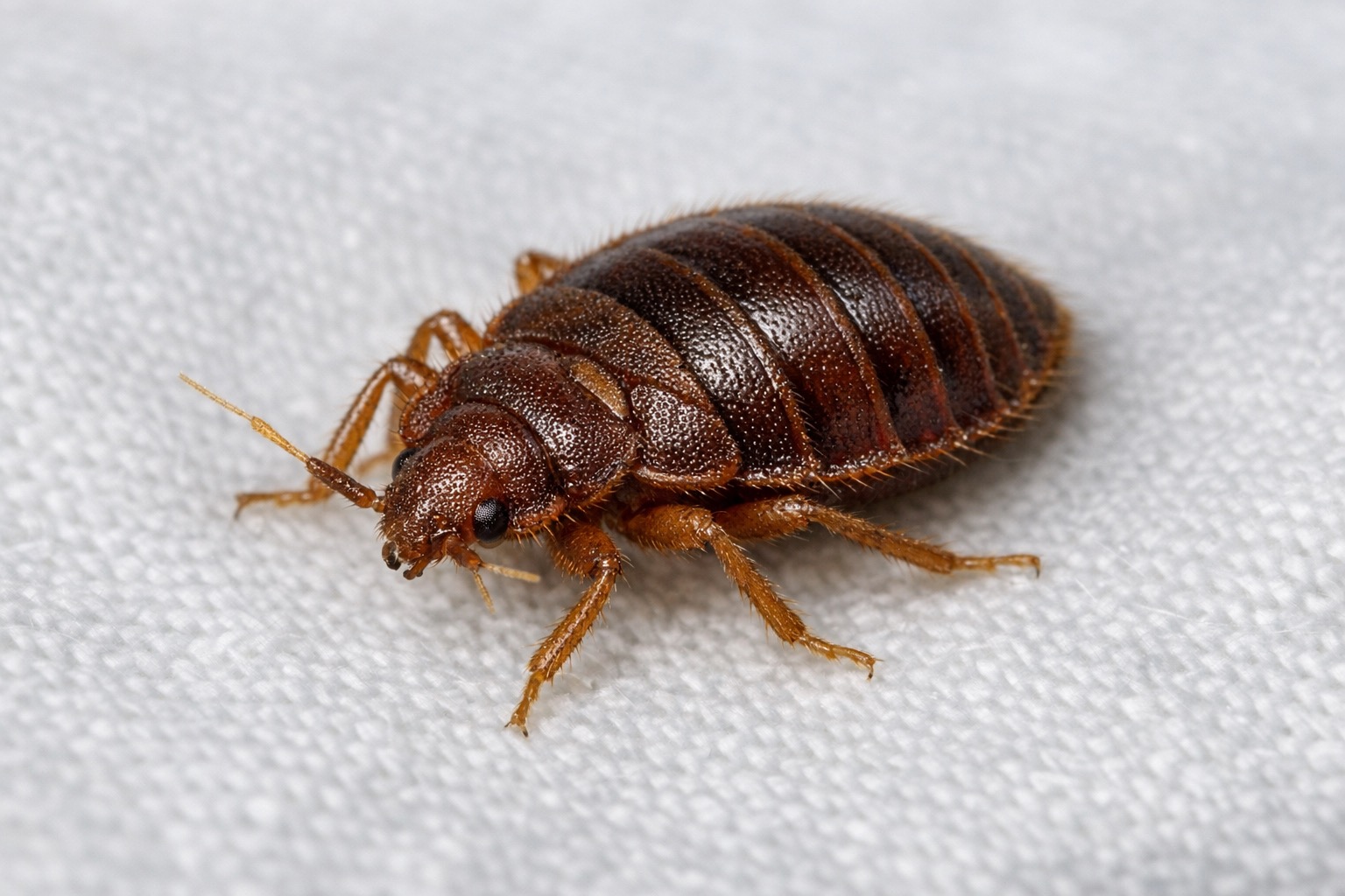 Bed Bugs — close-up