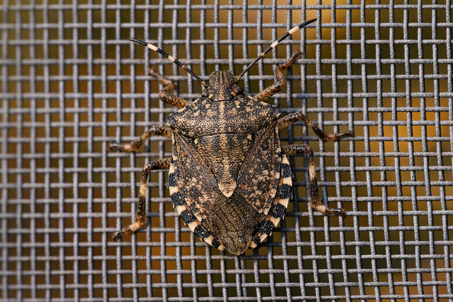Stink Bugs — close-up