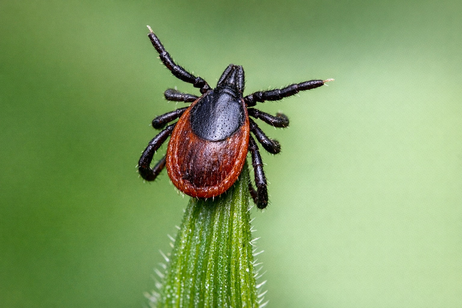 Ticks — close-up
